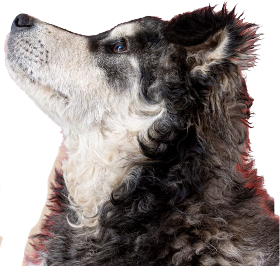 Perro observando las promociones